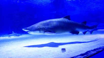 Visiteurs et requin dans le tunnel de 131 mètres de l’Aquarium d’Antalya, Konyaaltı